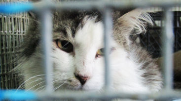 Grâce à la Fondation, le Bélarus annonce la fin des tueries de chats errants