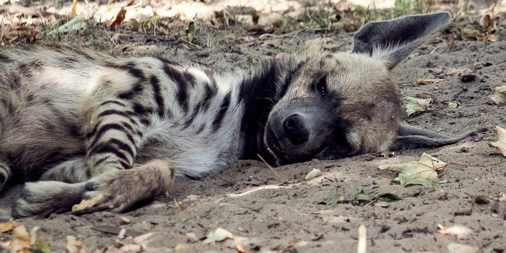 La Fondation vole au secours d’une hyène blessée au Liban