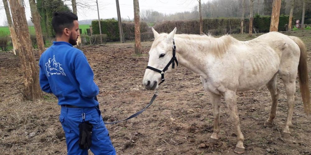 Dans le Nord, la Fondation sauve 17 chevaux dans un état déplorable