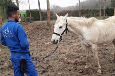 Dans le Nord, la Fondation sauve 17 chevaux dans un état déplorable