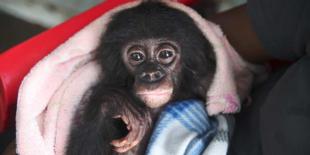 En RDC, la FBB apporte son soutien à Lola Ya Bonobo depuis 2002