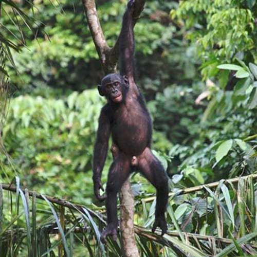 FBB Lola ya Bonobo Congo