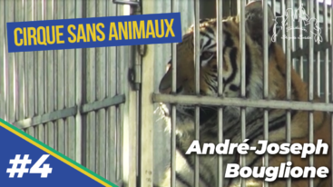 La captivité dans les cirques : André-Joseph Bouglione livre son point de vue à la FBB (4/9)