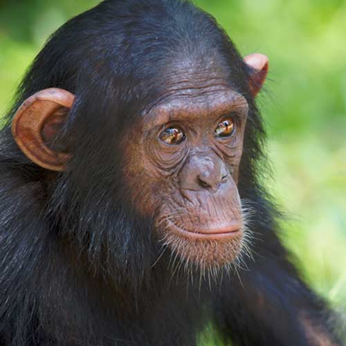 Fondation Brigitte Bardot aide internationale P-WAC primates chimpanzes