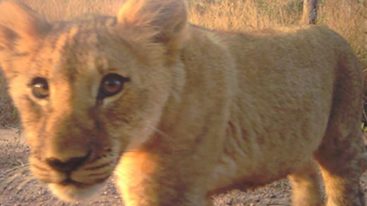 La FBB apporte son soutien à Panthera Cats au Sénégal depuis 2017