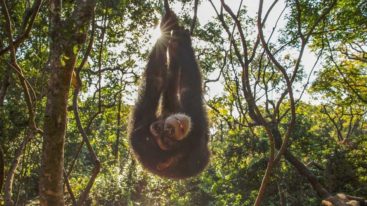 Depuis 2008, la FBB apporte son soutien au Projet Primates France en Guinée