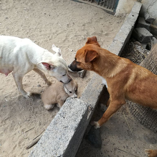 fondation brigitte bardot aide internationale maroc rabat adan chiens errants sterilisation