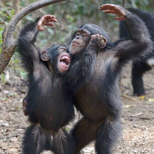 FBB aide internationale chimpanzés