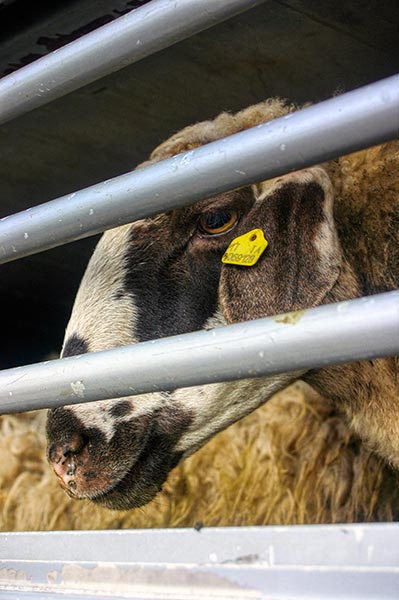 fondation brigitte bardot covid-19 confinement europe transport animaux élevage ONG Europe