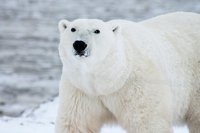 fondation brigitte bardot trafic international faune sauvage cites ours polaire