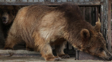 Sauvetage exceptionnel de 2 ours et 3 lions dans un zoo privé de Gyumri en Arménie