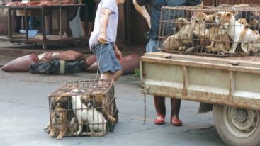 STOP à la consommation de viande de chien et de chat en Chine !