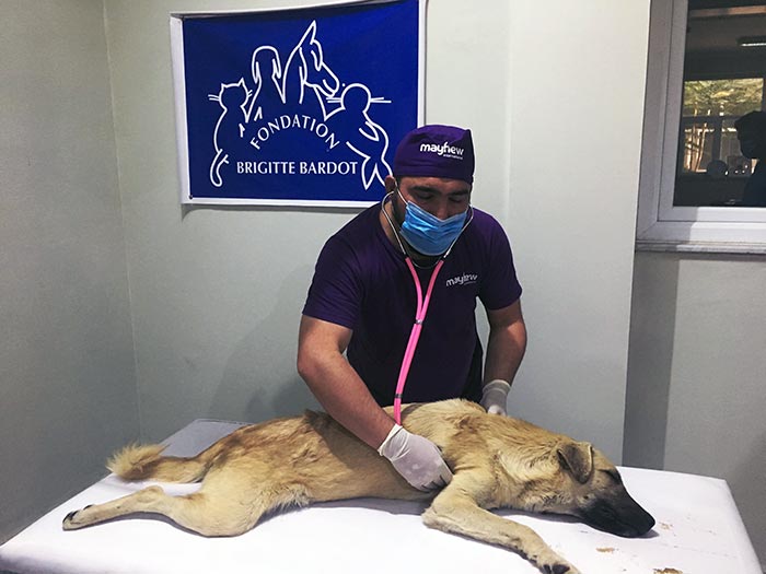 fondation brigitte bardot aide internationale afghanistan stérilisation vaccination soins animaux errants chiens chats