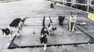 Confinement : Brigitte Bardot signe une lettre ouverte au ministre de l’Agriculture pour que les chats libres puissent être nourris