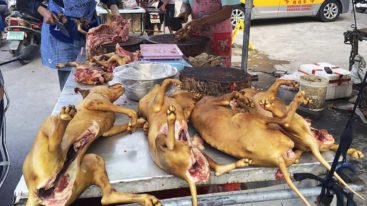 Les chiens et les chats bientôt interdits de consommation en Chine ?