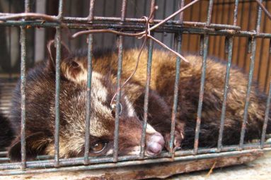 Lettre ouverte à l’OMS pour exiger l’interdiction définitive des marchés d’animaux sauvages