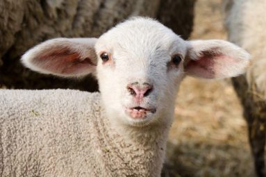 Pâques : 500 000 agneaux échappent à l’abattoir en raison du confinement en France