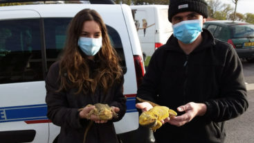 Pyrénées-Atlantiques : la FBB organise le sauvetage d’une dizaine de reptiles détenus dans des conditions terrifiantes