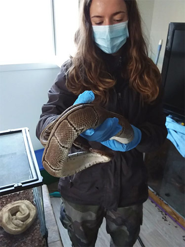 fondation brigitte bardot sauvetage serpents reptiles bayonne