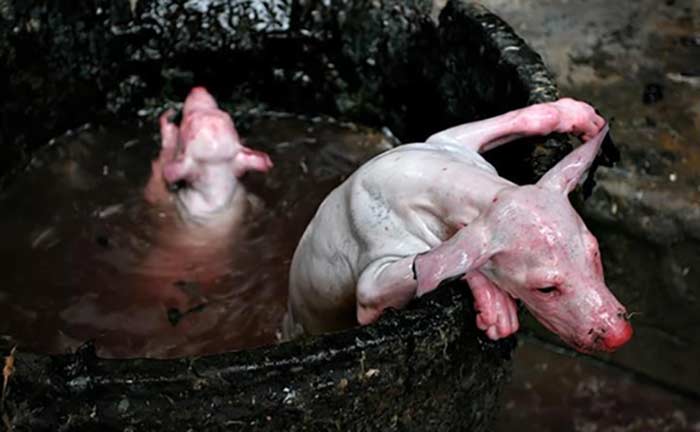 fondation brigitte bardot interdiction viande de chien chine