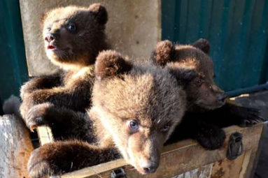 Russie : trois oursons orphelins recueillis par le centre Utyos, soutenu par la FBB depuis 2016 (des nouvelles !)
