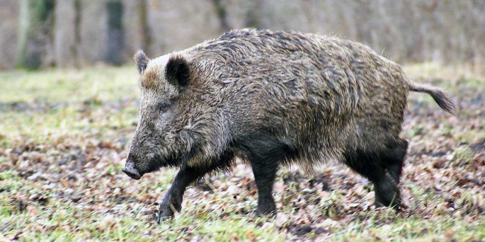 Alerte sur les destructions de la faune en période de confinement : la FBB signe la lettre ouverte de l’ASPAS à Emmanuel Macron