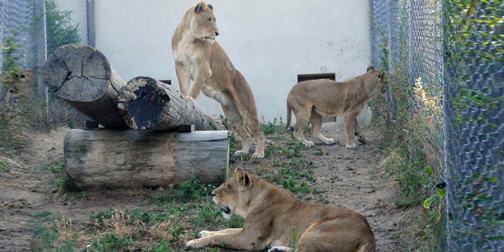 Quatre anciens lions de cirque rejoindront bientôt la terre de leurs ancêtres !