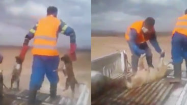 Vidéo de chiens enterrés vivants au Maroc : la FBB est scandalisée et demande au gouvernement d’interdire ces tueries !