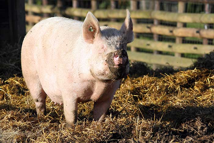 Fondation Brigitte Bardot refuges pensions structures partenaires animaux de ferme cochon sauvetages