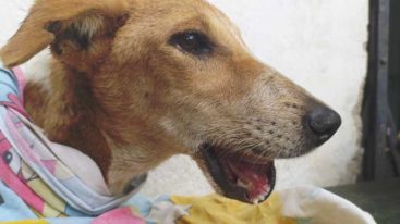 Inde : sauvetage spectaculaire d’une chienne, cruellement battue par des enfants