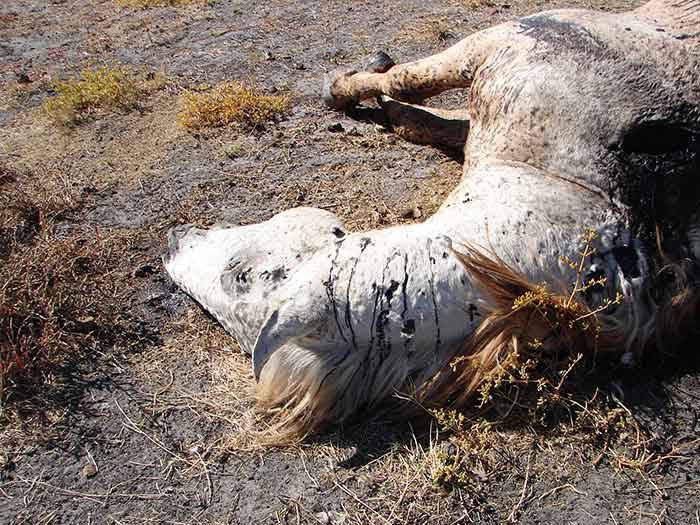 fondation brigitte bardot pétition contre tueries chevaux sauvages brumbies australie
