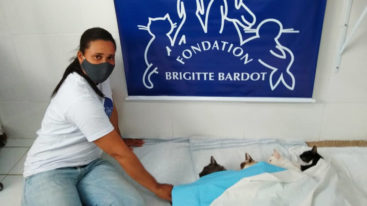 Au Brésil, en 2019, la FBB a aidé Projeto Cãogatunodes à stériliser plus de 400 animaux avec World Vets