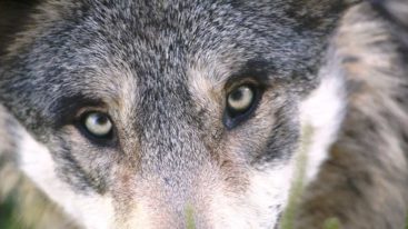SONDAGE : 84 % des Français seraient en faveur d’une stricte protection du loup