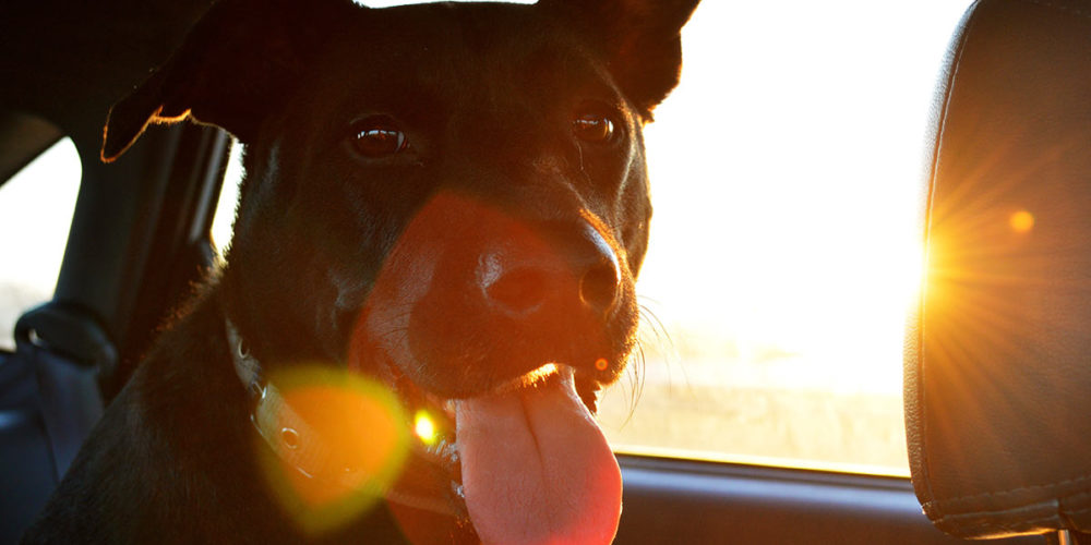 En quelques minutes, votre animal peut mourir dans une voiture en plein soleil !