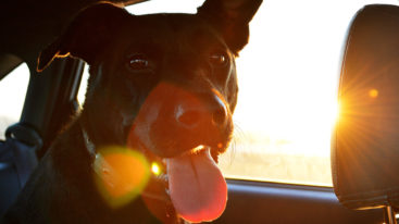 Dans une voiture en stationnement en plein soleil, un animal peut mourir en moins de 10 minutes !