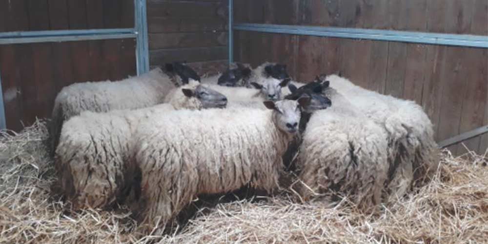 La Fondation Brigitte Bardot prend en charge des moutons errants dans le Calvados