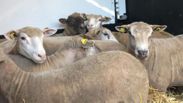 Transfert de moutons sauvés de l’Aïd el-Kebir 2019
