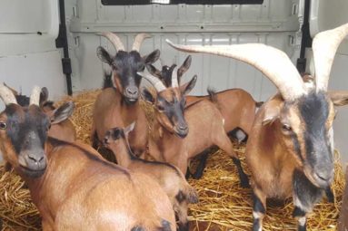 La FBB prend en charge 12 chèvres divagantes dans l’Eure