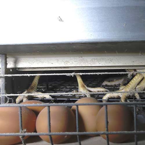 Fondation Brigitte Bardot Enquete poules cages