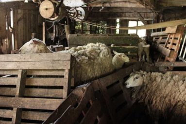 Orne : 245 moutons maltraités sauvés par la Fondation Brigitte Bardot