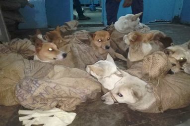 L’état de Nagaland en Inde, interdit la consommation et le commerce de viande de chien !