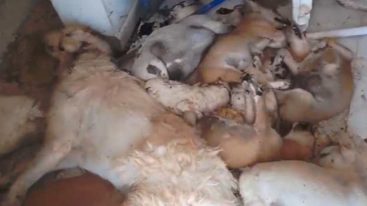 #IndignationDjerba – Massacre de chiens dans un refuge à Djerba !