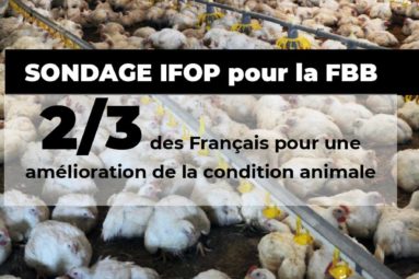 Sondage Ifop : la Fondation Brigitte Bardot révèle l’adhésion des Français à 10 mesures phares de protection animale !