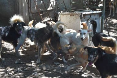 Sauvetage de 42 chiens dans le sud de la France (mise à jour !)
