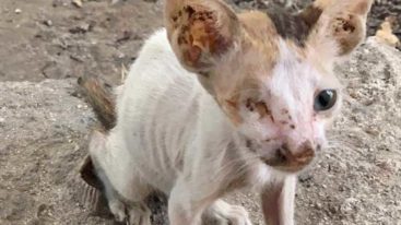 Massacre des animaux errants à Dubaï : « Je vous supplie de mettre un terme à ces ramassages »