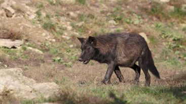 Suite à la destruction du Parc Alpha Loups, la FBB propose d’organiser l’accueil des loups échappés