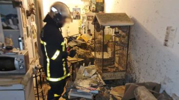 Un chien attaché à un radiateur, des lapins et oiseaux sauvés par la FBB !