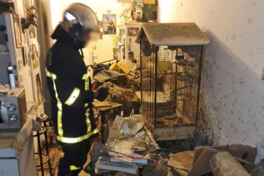 Un chien attaché à un radiateur, des lapins et oiseaux sauvés par la FBB !