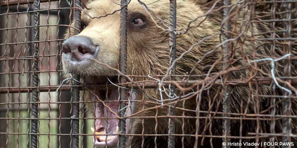 Transfert de l’ours Teddy au parc Belitsa en Bulgarie, co-financé par la FBB et Four Paws