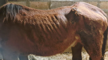 Saisie en urgence d’un poney sans eau ni nourriture dans un hangar en Gironde